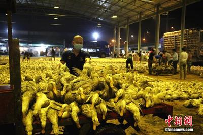 中元节广西鸭市销售火热，节前家禽市场迎来消费高峰