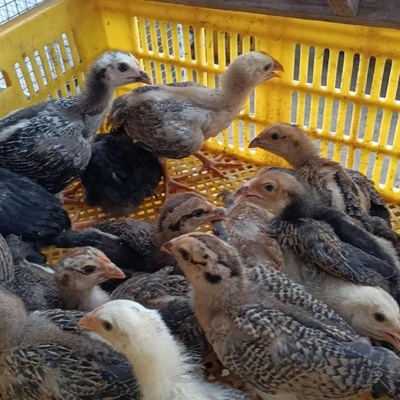 斗鸡苗供应与价格解析 家禽销售市场分析