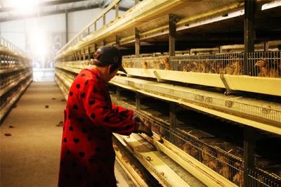 江苏如皋 生态鹌鹑养殖助力乡村振兴，返乡能人拓宽家禽销售路