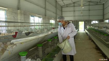 涪陵义和镇 多措并举助力养殖大户畅通家禽销售渠道