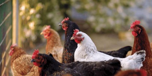 夏季家禽饲养危机应对 从精准饲料配制入手，破局不进食与高死亡难题，保障销售稳定