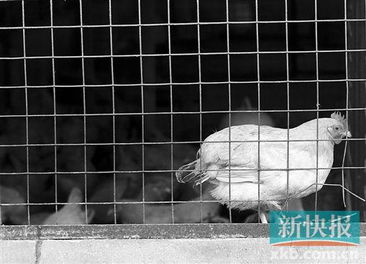 提升冰鲜品质是关键 不合格家禽或面临供应商资格撤消