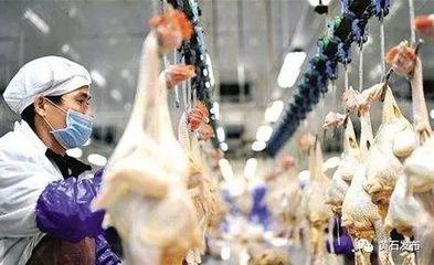 即日起,黄石市中心城区农贸市场及周边禁止活禽和野生动物交易