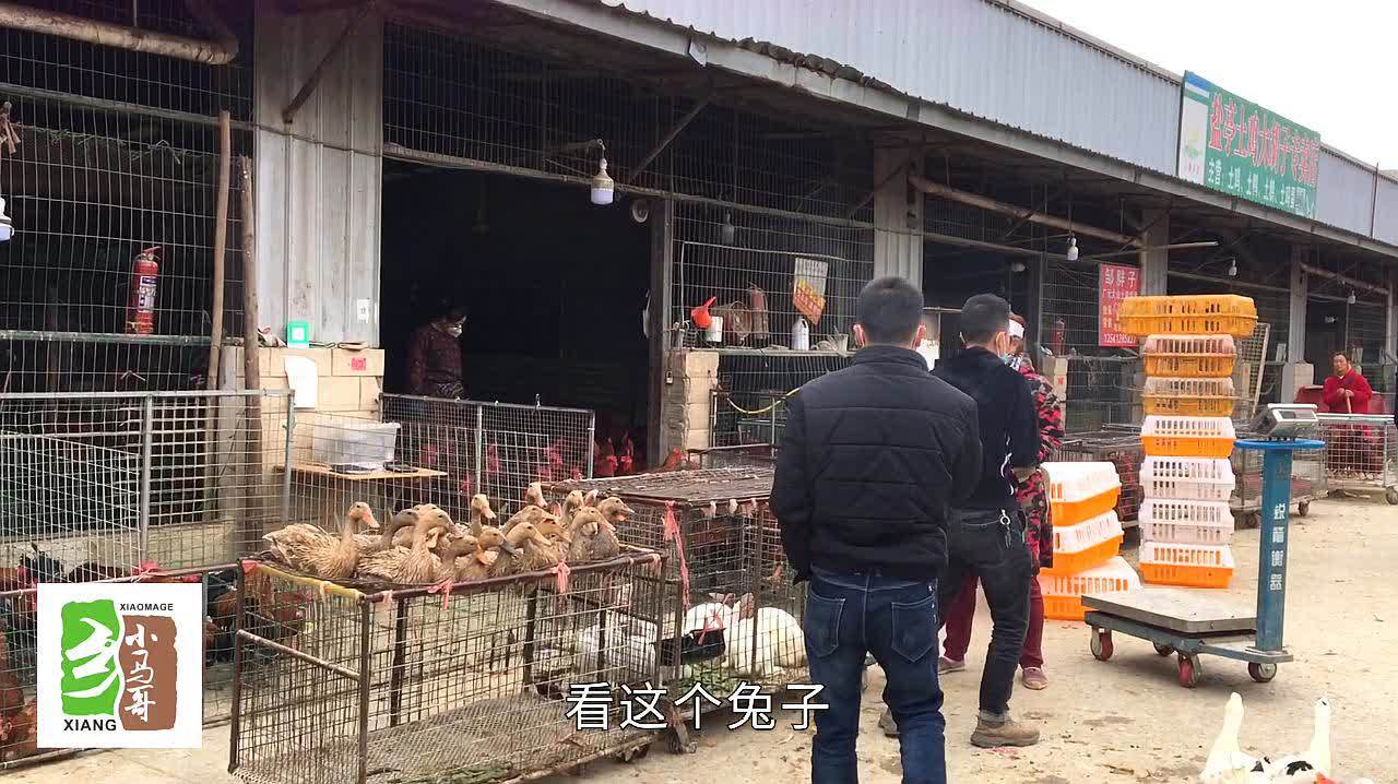 农村小伙家禽市场考察心得 行情下行，还能继续养吗？