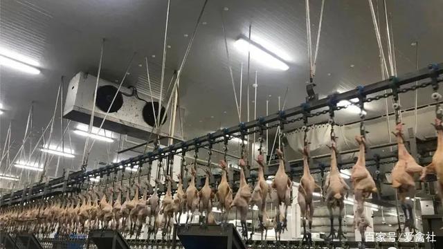 新冠后，中国或将迈入“生鲜家禽”消费时代