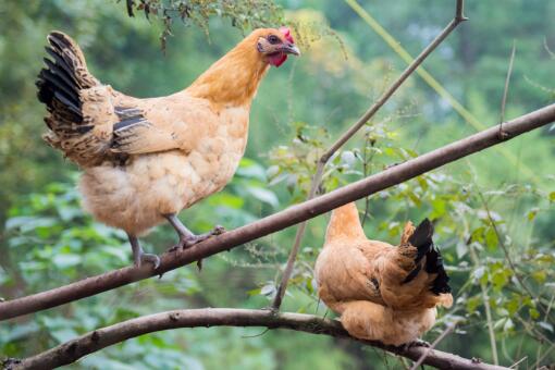 人会感染h5n1禽流感吗 感染后有哪些表现 全面预防措施请收好