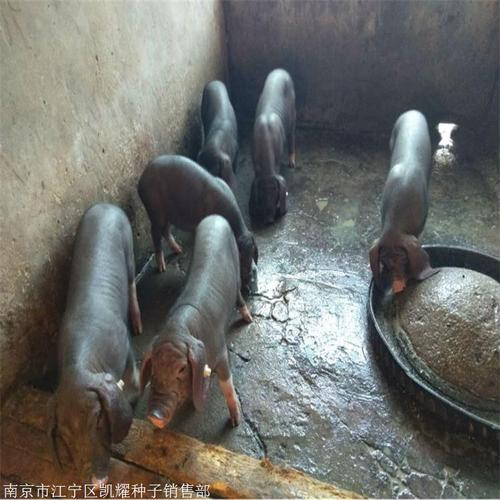凯耀家禽 优质苏太母猪与太湖母猪的专业供应平台