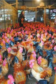 四川全省严查“速成鸡” 保障家禽食品安全