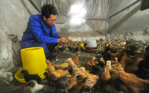 三位90后小伙创业生态养鸡，年销售额突破600万