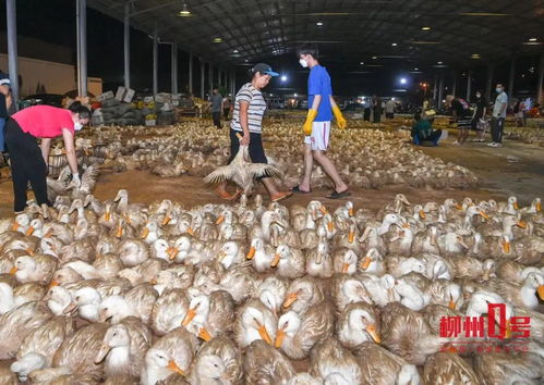 日销八万只家禽火爆市场，商家忙碌至深夜，网友热议价格走势