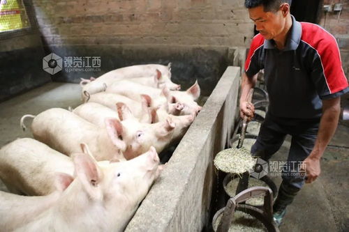 华统股份在萍乡设立牧业新公司，注册资本5000万元强化家禽销售版图