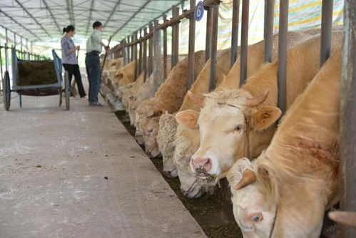 叙永县 从家禽销售看决胜小康与乡村振兴之路