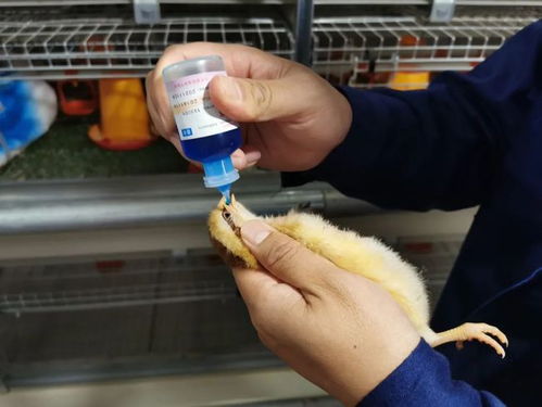 文化清新与清新发展——清远鸡记事与家禽销售