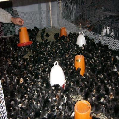 汶上芦花鸡苗大批发，放养圈养两相宜