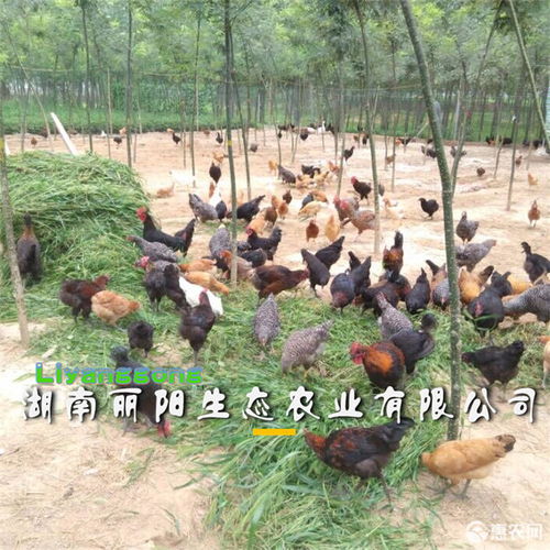 惠农网柴鸡苗批发，厂家直销价格低至1.8元/只