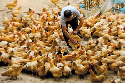 鸡农如何推广宣传家禽销售 卖鸡、卖蛋的成功策略