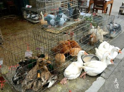 常州人的年味 从菜场家禽销售看市井烟火中的年关记忆