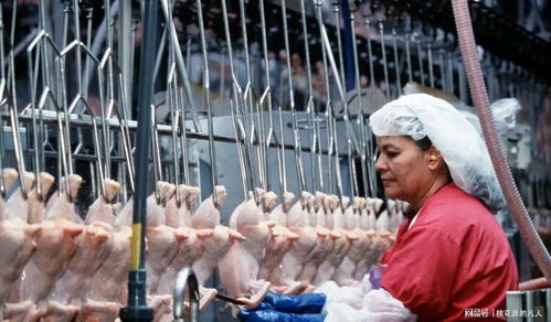 泰森食品关闭工厂裁员近1700人 家禽销售调整与利润优化策略