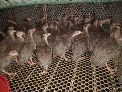 贵妃鸡苗及商品鸡批发价格指南