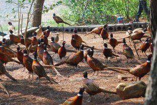 家禽销售热卖促销 黄泽能个体经营价格、厂家与供应商信息