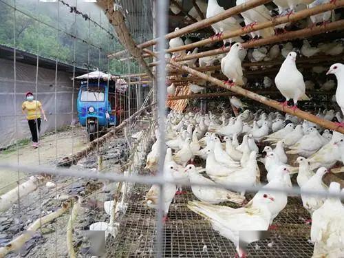 疫情之下，万只肉鸽滞销陷困局；多方助力，柳暗花明现生机