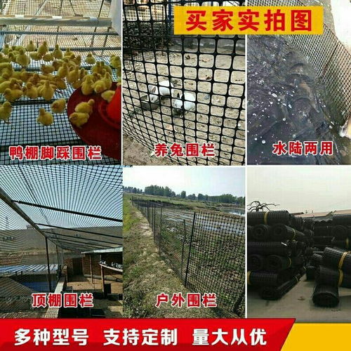 家禽养殖新利器 塑料防护网在养鸡养鸭中的应用与销售前景