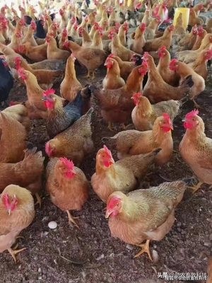 散养土鸡需科学喂养 仅喂玉米粒不足，营养补充与销售策略并重