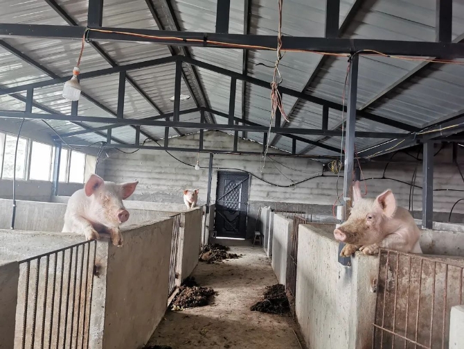 种养结合 循环产业模式助力家禽销售新突破